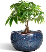 10 Inch Plant Pot - Ceramic Planter for Indoor Outdoor, Round Bonsai Pots, Decor... - Image 2