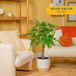 Costa Farms Live Money Tree (Pachira Aquatica), 3-4 Feet Tall, Large Indoor Plan... - Image 3