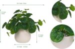 365 Blooming Decor Artificial Pilea Plant – Luxury Potted Money Plant in White T... - Image 4