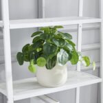 365 Blooming Decor Artificial Pilea Plant – Luxury Potted Money Plant in White T... - Image 6