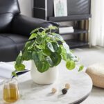 365 Blooming Decor Artificial Pilea Plant – Luxury Potted Money Plant in White T... - Image 9
