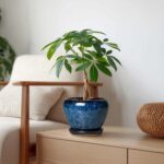 6 Inch Plant Pot - Ceramic Pots for Plants with Drainage Hole and Saucer, Round ... - Image 4
