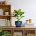 6 Inch Plant Pot - Ceramic Pots for Plants with Drainage Hole and Saucer, Round ... - Image 7