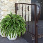 Dkaltm Single Silky Artificial Boston Fern Bush, 49Inch Large Artificial Ferns f... - Image 8
