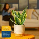 Costa Farms Snake Plant, Mother-in-Law's Tongue Live Plant in Decorative Pot, La... - Image 3