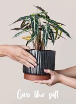 LE TAUCI Ceramic Plant Pots with Drainage Holes, Set of 3, 8+6.7+5.5 Inch Stripe... - Image 5
