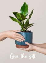 LE TAUCI Ceramic Pots for Plants, 8+6.7+5.5 Inch Plant Pots Indoor, Flower Pot w... - Image 5
