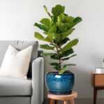 SQOWL 10 Inch Plant Pot - Ceramic Planter Pot with Drainage Hole and Saucer, Dec... - Image 3