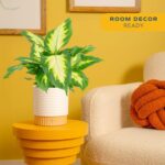 Costa Farms Dieffenbachia, Dumb Cane Live Plant in Decorative Pot, Easy to Maint... - Image 3