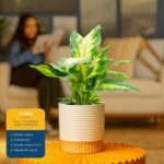Costa Farms Dieffenbachia, Dumb Cane Live Plant in Decorative Pot, Easy to Maint... - Image 4