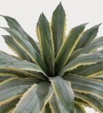 SUNPRAIRIE 32 Inch Tall Large Faux Agave Plant with Two-Tone Sawtooth Edged Leav... - Image 5