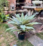 SUNPRAIRIE 32 Inch Tall Large Faux Agave Plant with Two-Tone Sawtooth Edged Leav... - Image 7