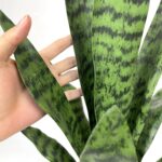 Beebel Artificial Snake Plant 22 Inch Fake Sansevieria Fake Agave Potted Plants ... - Image 6