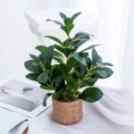 12.6" Fake Plants in Brown Ceramic Vase Real Looking and Touching Evergreen Ficu... - Image 3