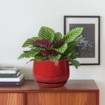 G EPGardening Ceramic Pot for Plants - 6 Inch Plant Pot with Drainage and Cerami... - Image 3
