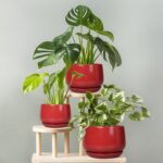 G EPGardening Ceramic Pot for Plants - 6 Inch Plant Pot with Drainage and Cerami... - Image 5