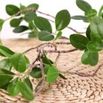 HANDIC 6pcs Faux Stems Artificial Branches for Vase Greenery Stems Faux Branches... - Image 3