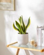 vancasso 6 Inch Ceramic Plant Pots, Planters with Drainage Hole, Flower Pots Pla... - Image 7