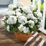 Artificial Geranium Fake Flowers for Outdoors Decoration, 6 Bundles Silk Geraniu... - Image 3