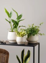 LE TAUCI Plant Pots, 4.1+5.1+6.5 inch, Set of 3, Ceramic Planters with Drainage ... - Image 6