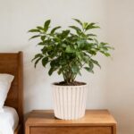 Ekirlin 7 Inch Indoor Plant Pot, Natural Resin Modern Planters, Graceful Curves ... - Image 7