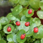 40pcs 9 Scenarios Fairy Garden Figurines Miniature Accessories, Micro Landscape - Image 7