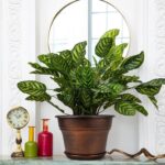 Fodetyff 10 Inch Planters Plant Pots Indoor Outdoor, 4 Pack Plastic Flower Pot f... - Image 7