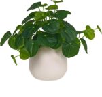 365 Blooming Decor Artificial Pilea Plant – Luxury Potted Money Plant in White T... - Image 2