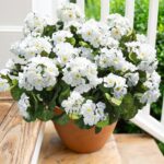 Artificial Geranium Fake Flowers for Outdoors Decoration, 6 Bundles Silk Geraniu... - Image 2