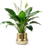 Brass Gold Plant Pot Indoor Planter Small Flower Pot 6 inch Ceramic Plant Flower... - Image 2