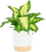 Costa Farms Dieffenbachia, Dumb Cane Live Plant in Decorative Pot, Easy to Maint... - Image 2