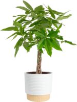 Costa Farms Live Money Tree (Pachira Aquatica), 3-4 Feet Tall, Large Indoor Plan... - Image 2