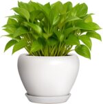 Deep Dream 6 Inch Plant Pot - Ceramic Planter with Drainage Hole and Trays, Mode... - Image 2