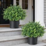 Set of 2 Artificial Boxwood Topiary Trees for Front Door - Faux Realistic Greene... - Image 2