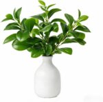 16" Artificial Peperomia in White Ceramic Bud Vase Lifelike Two-Tone Green Leave... - Image 2