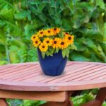 Sunnydaze Resort Round Ceramic Planter - Set of 2 Indoor or Outdoor Plant Pots w... - Image 8