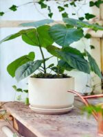 LE TAUCI Ceramic Pots for Plants, 6.8 Inch Plant Pots with Drainage Hole & Sauce... - Image 5