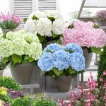 Waipfaru 21" Real Touch Hydrangea Artificial Flowers with Long Stem & Leaves, Fu... - Image 5