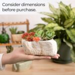 T4U 5.5 Inch Ceramic Succulent Pot Planter with Drainage Hole Set of 3, Stone Sh... - Image 5