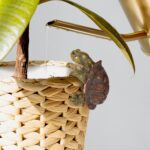 Tortoise Figure Plant Pot Hanger, Resin Climbing Flower Pot Hanger Figurines Cut... - Image 4