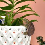 Tortoise Figure Plant Pot Hanger, Resin Climbing Flower Pot Hanger Figurines Cut... - Image 6