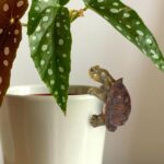 Tortoise Figure Plant Pot Hanger, Resin Climbing Flower Pot Hanger Figurines Cut... - Image 7
