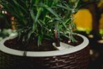 GARDENIX DECOR Self Watering Hanging Planter, 11'' Indoor, Brown, Coco Coir, wit... - Image 5