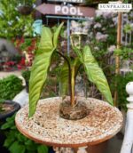 SUNPRAIRIE Realistic Faux Plant in Clear Pot with Artificial Water, Narrow Arrow... - Image 5