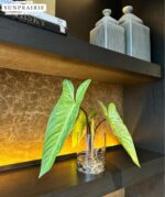 SUNPRAIRIE Realistic Faux Plant in Clear Pot with Artificial Water, Narrow Arrow... - Image 7