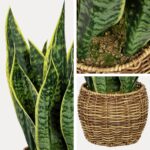 Hollyone Artificial Snake Plant in Woven Basket 17" Faux Sansevieria Trifasciata... - Image 4
