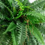 Nearly Natural 40in Hanging Artificial Fern Plant, Set of 2 - Realistic Silk Pla... - Image 3