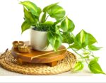 Kurrajong Farmhouse Dark Green Fake pothos | Fake Plant for Shelf Decor | Artifi... - Image 3