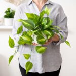 Kurrajong Farmhouse Dark Green Fake pothos | Fake Plant for Shelf Decor | Artifi... - Image 4