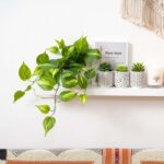 Kurrajong Farmhouse Dark Green Fake pothos | Fake Plant for Shelf Decor | Artifi... - Image 5